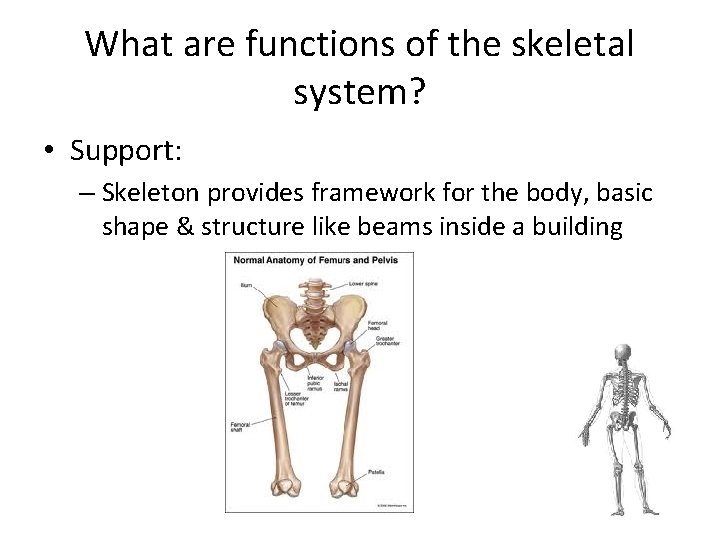 What are functions of the skeletal system? • Support: – Skeleton provides framework for
