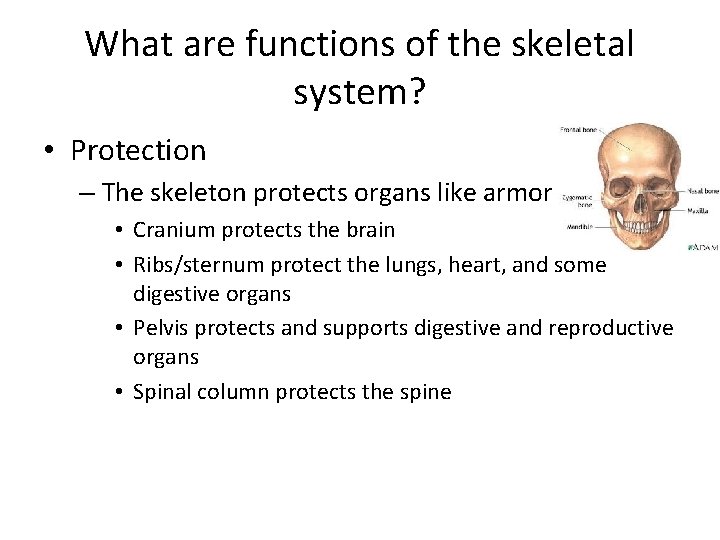 What are functions of the skeletal system? • Protection – The skeleton protects organs What are functions of the skeletal system? • Protection – The skeleton protects organs