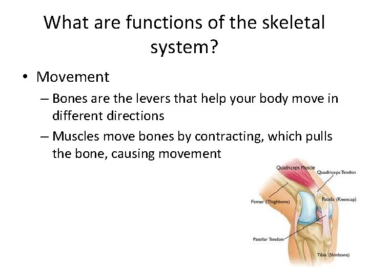 What are functions of the skeletal system? • Movement – Bones are the levers What are functions of the skeletal system? • Movement – Bones are the levers