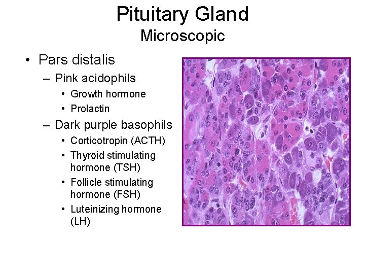 Pituitary Gland Microscopic • Pars distalis – Pink acidophils • Growth hormone • Prolactin