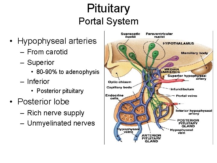 Pituitary Portal System • Hypophyseal arteries – From carotid – Superior • 80 -90%