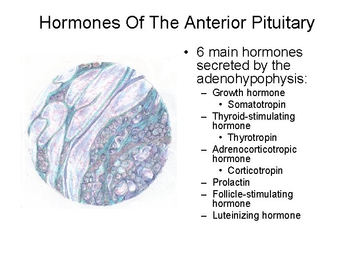 Hormones Of The Anterior Pituitary • 6 main hormones secreted by the adenohypophysis: –