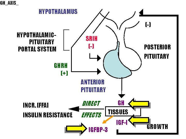 GH_AXIS_ HYPOTHALAMUS (-) HYPOTHALAMICPITUITARY PORTAL SYSTEM SRIH (-) POSTERIOR PITUITARY GHRH (+) ANTERIOR PITUITARY