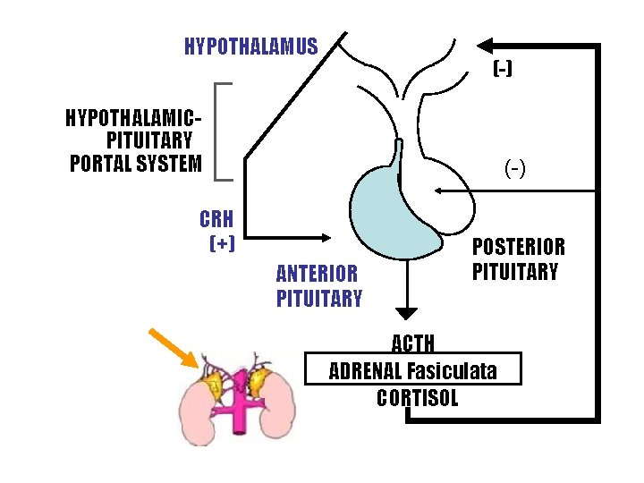 HYPOTHALAMUS (-) HYPOTHALAMICPITUITARY PORTAL SYSTEM (-) CRH (+) ANTERIOR PITUITARY POSTERIOR PITUITARY ACTH ADRENAL