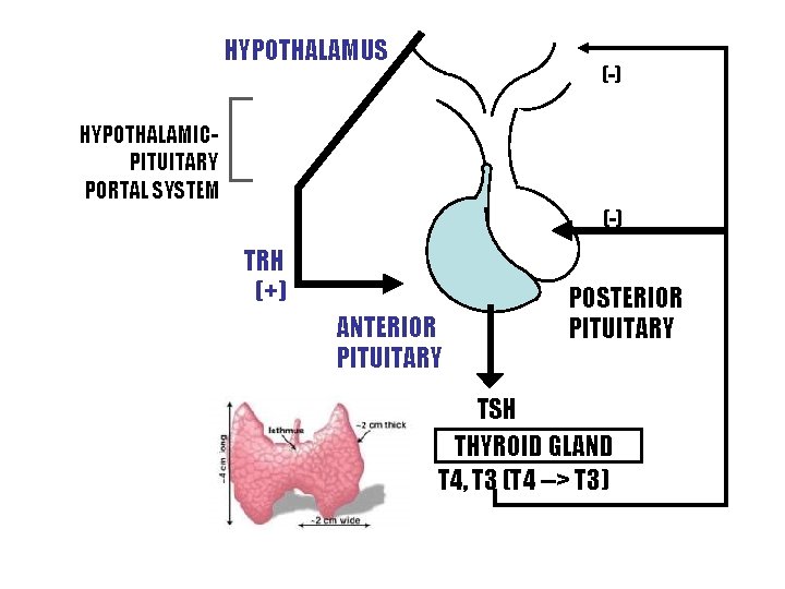 HYPOTHALAMUS (-) HYPOTHALAMICPITUITARY PORTAL SYSTEM (-) TRH (+) ANTERIOR PITUITARY POSTERIOR PITUITARY TSH THYROID