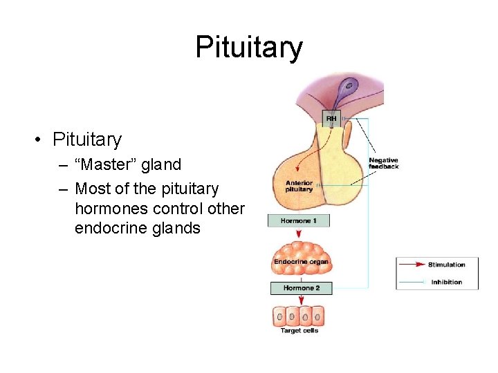Pituitary • Pituitary – “Master” gland – Most of the pituitary hormones control other