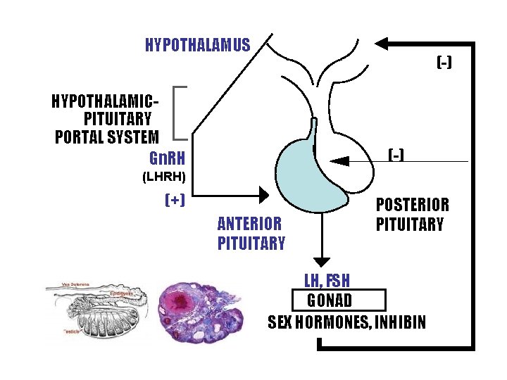 HYPOTHALAMUS (-) HYPOTHALAMICPITUITARY PORTAL SYSTEM Gn. RH (-) (LHRH) (+) ANTERIOR PITUITARY POSTERIOR PITUITARY