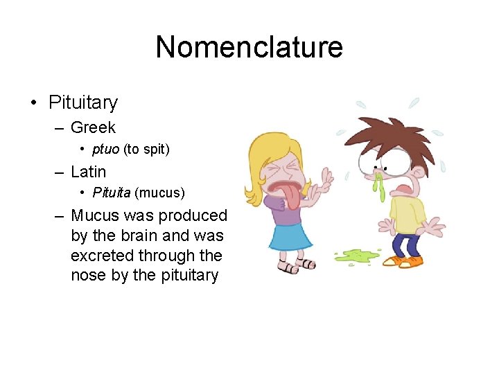 Nomenclature • Pituitary – Greek • ptuo (to spit) – Latin • Pituita (mucus)