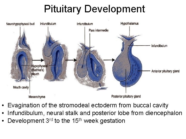 Pituitary Development • Evagination of the stromodeal ectoderm from buccal cavity • Infundibulum, neural