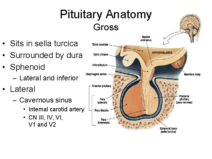 Pituitary Anatomy Gross • Sits in sella turcica • Surrounded by dura • Sphenoid