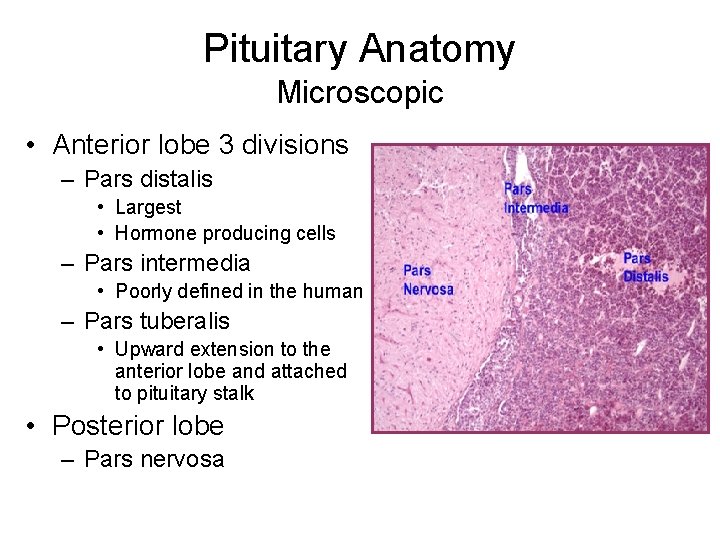 Pituitary Anatomy Microscopic • Anterior lobe 3 divisions – Pars distalis • Largest •