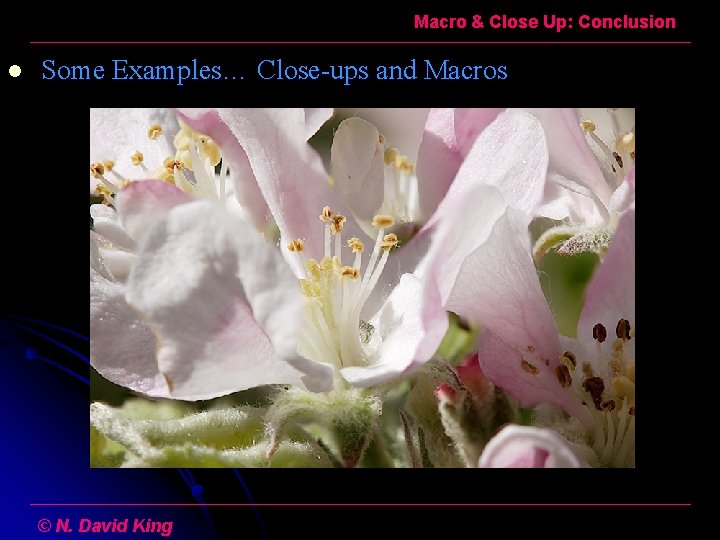 Macro & Close Up: Conclusion l Some Examples… Close-ups and Macros © N. David