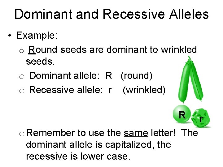 Dominant and Recessive Alleles • Example: o Round seeds are dominant to wrinkled seeds.