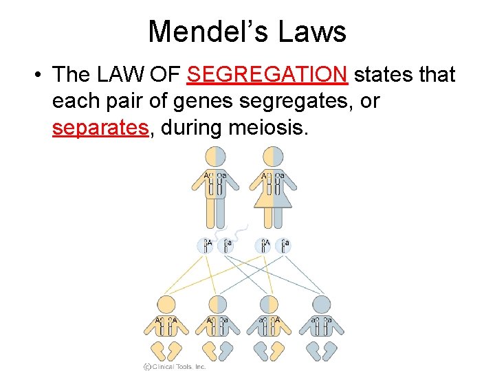 Mendel’s Laws • The LAW OF SEGREGATION states that each pair of genes segregates,