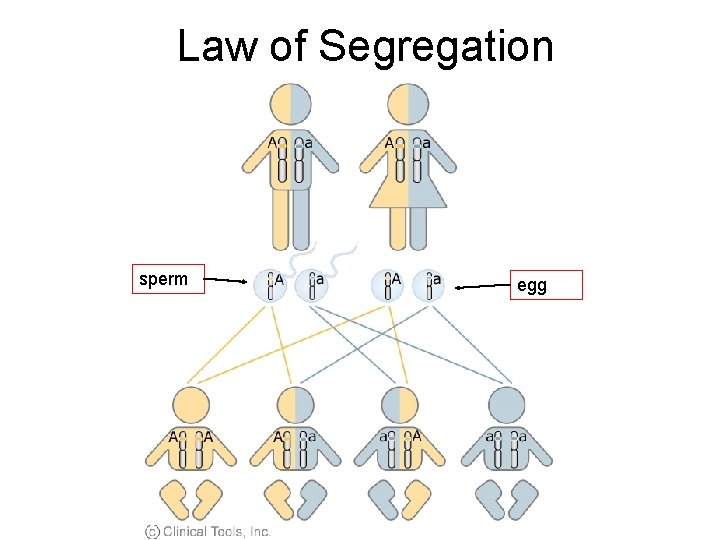 Law of Segregation sperm egg 