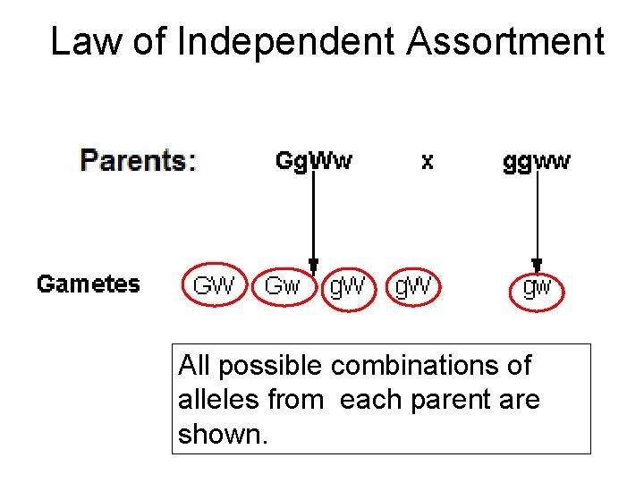 Law of Independent Assortment All possible combinations of alleles from each parent are shown.