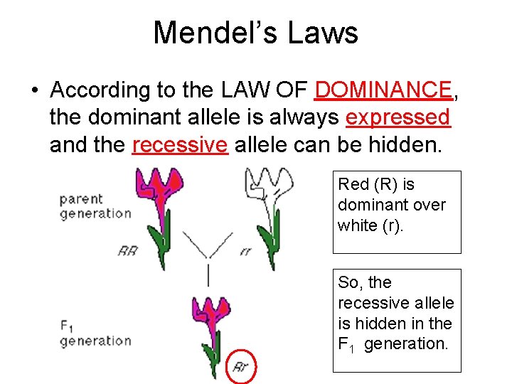 Mendel’s Laws • According to the LAW OF DOMINANCE, the dominant allele is always