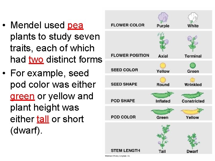  • Mendel used pea plants to study seven traits, each of which had