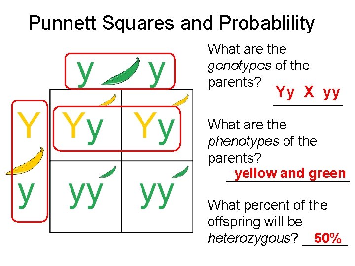 Punnett Squares and Probablility What are the genotypes of the parents? Yy X yy