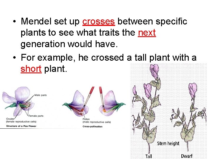  • Mendel set up crosses between specific plants to see what traits the