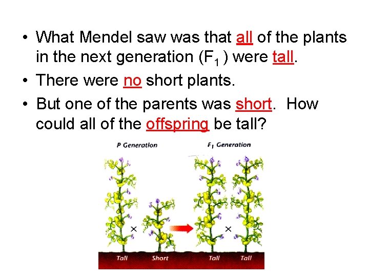  • What Mendel saw was that all of the plants in the next