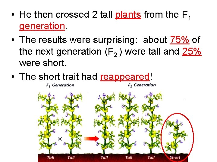  • He then crossed 2 tall plants from the F 1 generation. •