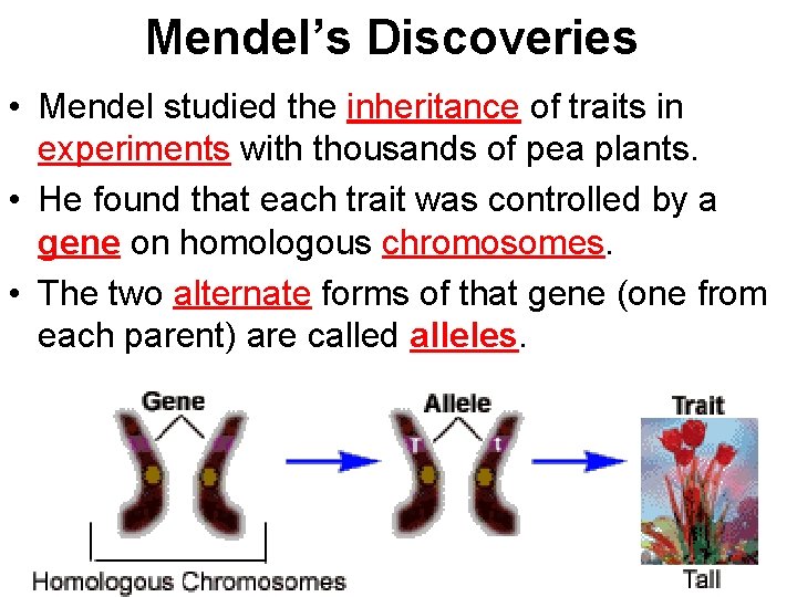 Mendel’s Discoveries • Mendel studied the inheritance of traits in experiments with thousands of