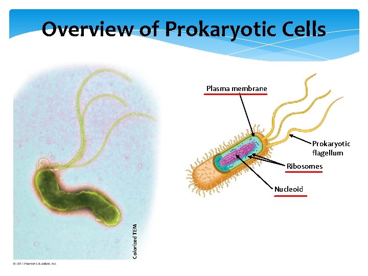 Overview of Prokaryotic Cells Plasma membrane Prokaryotic flagellum Ribosomes Colorized TEM Nucleoid 