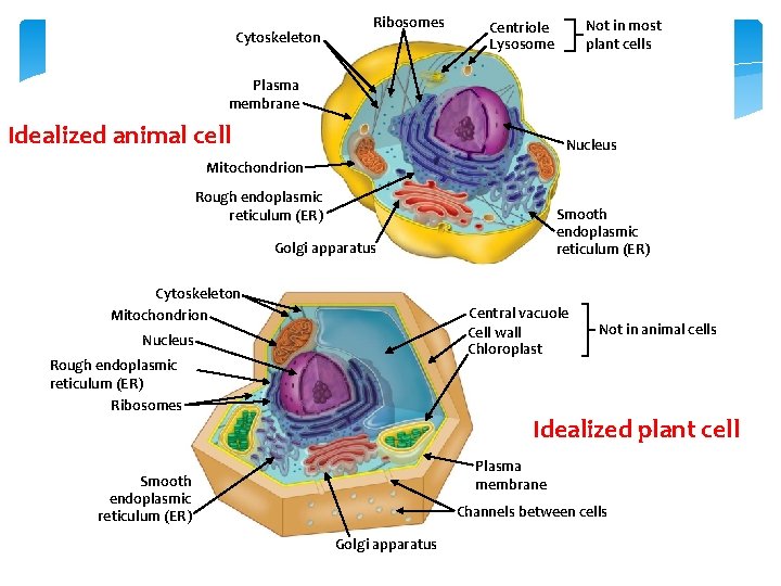 Cytoskeleton Ribosomes Not in most plant cells Centriole Lysosome Plasma membrane Idealized animal cell