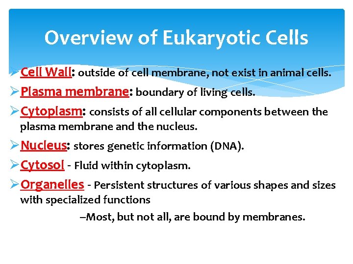 Overview of Eukaryotic Cells ØCell Wall: outside of cell membrane, not exist in animal