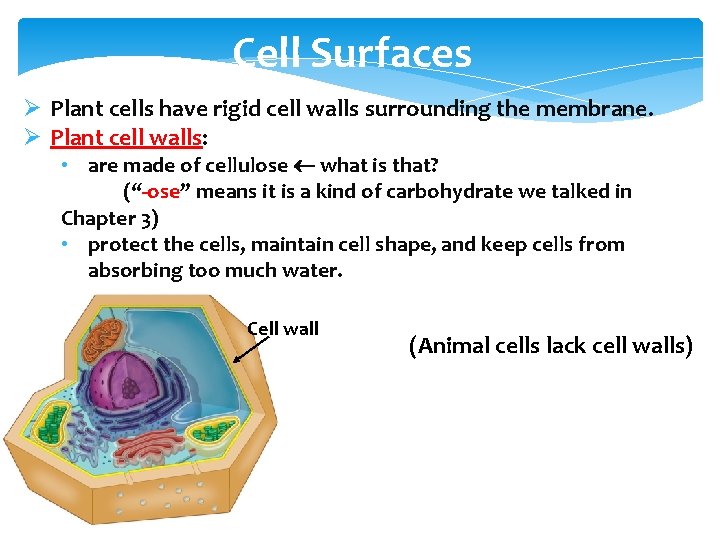 Figure 4. 5 b Cell Surfaces Ø Plant cells have rigid cell walls surrounding