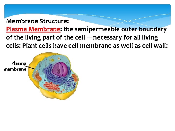 Membrane Structure: Plasma Membrane: the semipermeable outer boundary of the living part of the