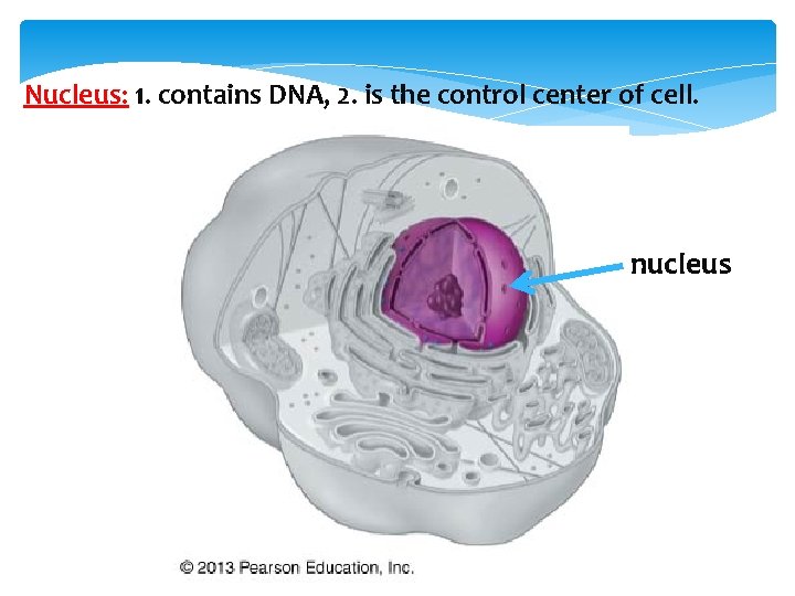 Nucleus: 1. contains DNA, 2. is the control center of cell. nucleus 