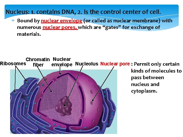 Nucleus: 1. contains DNA, 2. is the control center of cell. Bound by nuclear
