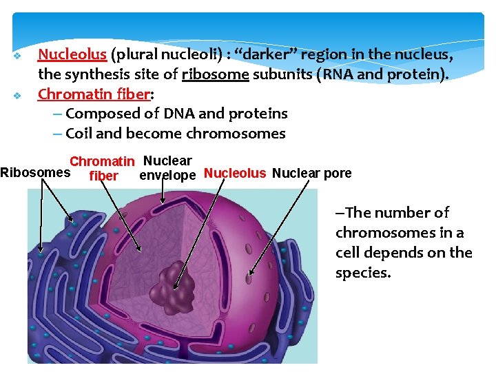 v v Nucleolus (plural nucleoli) : “darker” region in the nucleus, the synthesis site