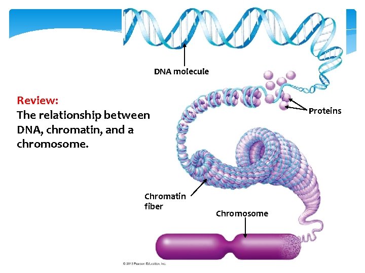 DNA molecule Review: The relationship between DNA, chromatin, and a chromosome. Chromatin fiber Proteins