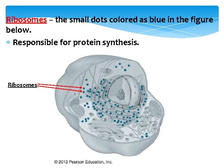 Ribosomes – the small dots colored as blue in the figure below. Responsible for