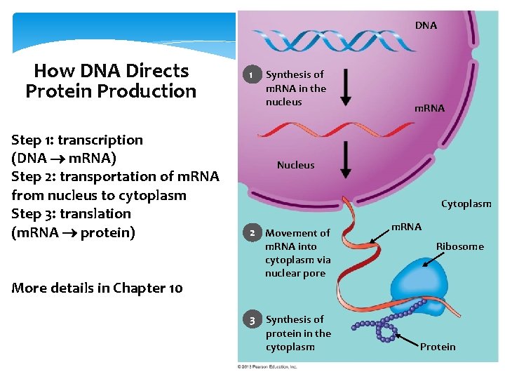 DNA How DNA Directs Protein Production Step 1: transcription (DNA m. RNA) Step 2: