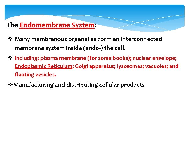 The Endomembrane System: v Many membranous organelles form an interconnected membrane system inside (endo-)