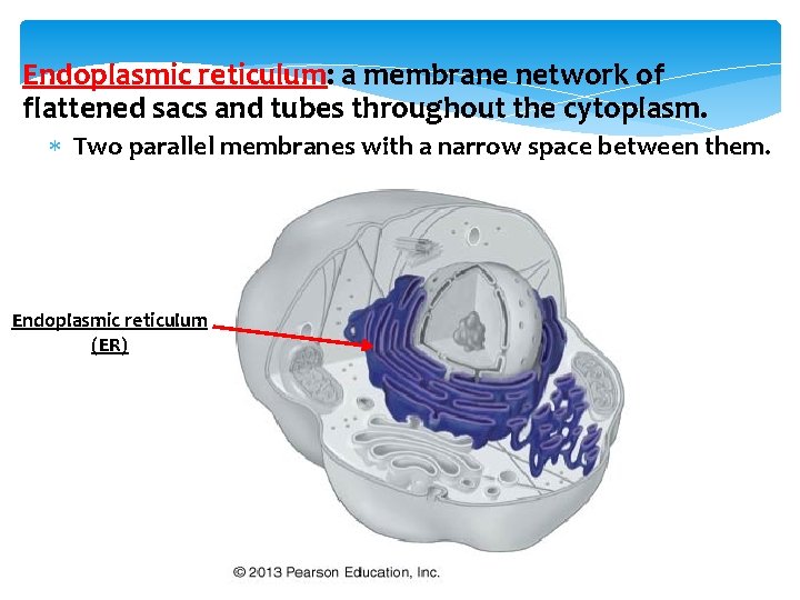 Endoplasmic reticulum: a membrane network of flattened sacs and tubes throughout the cytoplasm. Two