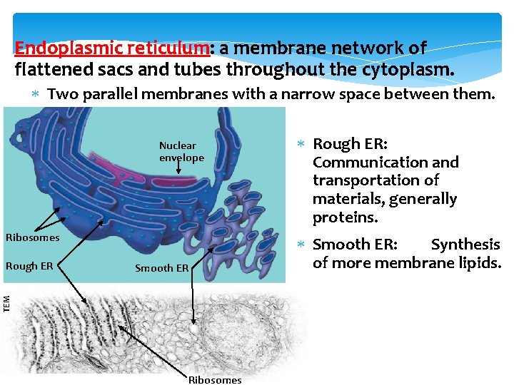 Endoplasmic reticulum: a membrane network of flattened sacs and tubes throughout the cytoplasm. Two