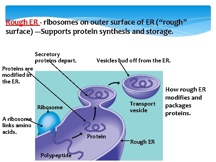 Rough ER - ribosomes on outer surface of ER (“rough” surface) ---Supports protein synthesis