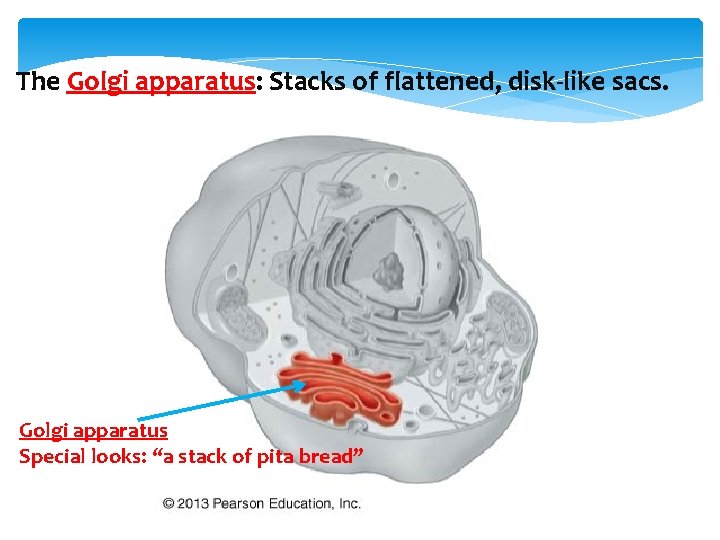 The Golgi apparatus: Stacks of flattened, disk-like sacs. Golgi apparatus Special looks: “a stack