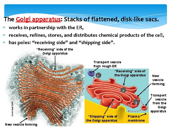 The Golgi apparatus: Stacks of flattened, disk-like sacs. works in partnership with the ER,