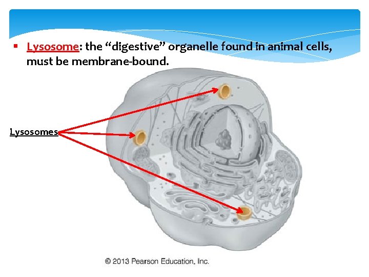 § Lysosome: the “digestive” organelle found in animal cells, must be membrane-bound. Lysosomes 