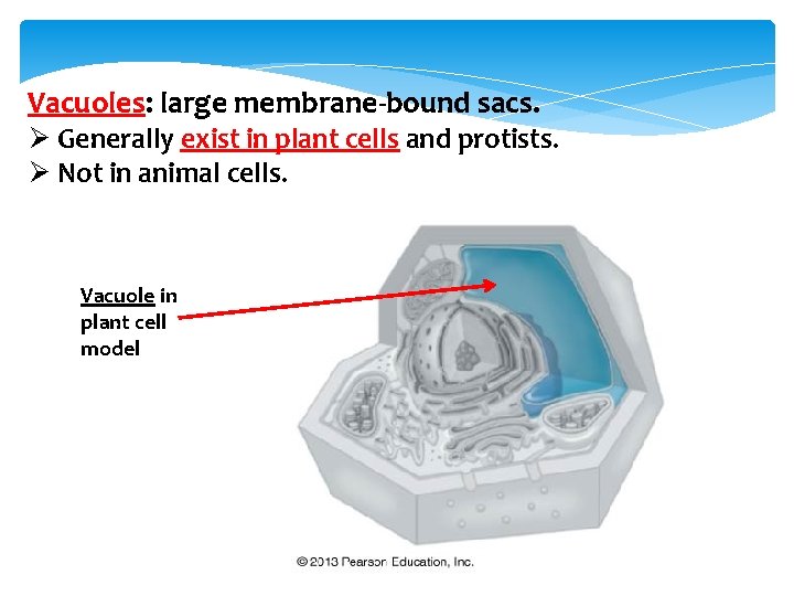 Vacuoles: large membrane-bound sacs. Ø Generally exist in plant cells and protists. Ø Not