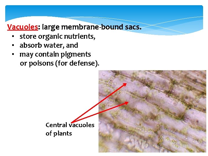 Vacuoles: large membrane-bound sacs. • store organic nutrients, • absorb water, and • may