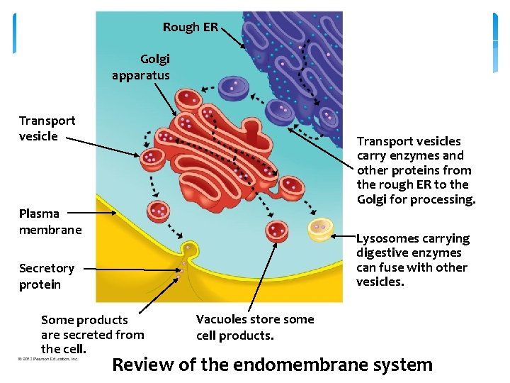 Rough ER Golgi apparatus Transport vesicles carry enzymes and other proteins from the rough