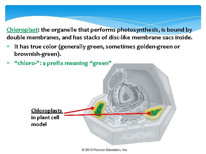 Chloroplast: the organelle that performs photosynthesis, is bound by double membranes, and has stacks