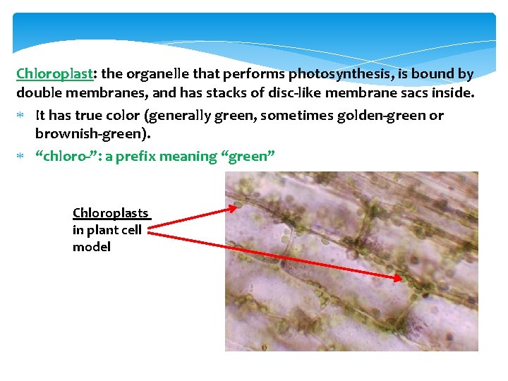 Chloroplast: the organelle that performs photosynthesis, is bound by double membranes, and has stacks
